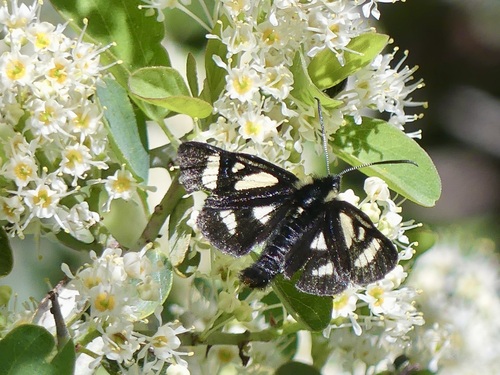 MacCulloch's Forester Moth photo 4