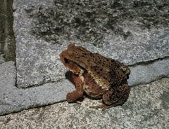 Bufo