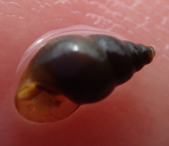 Potamopyrgus estuarinus