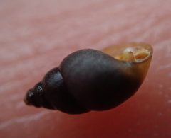 Potamopyrgus estuarinus