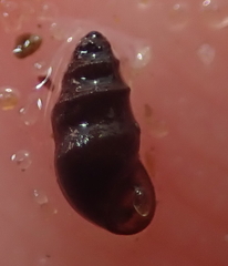 Halopyrgus pagodulus