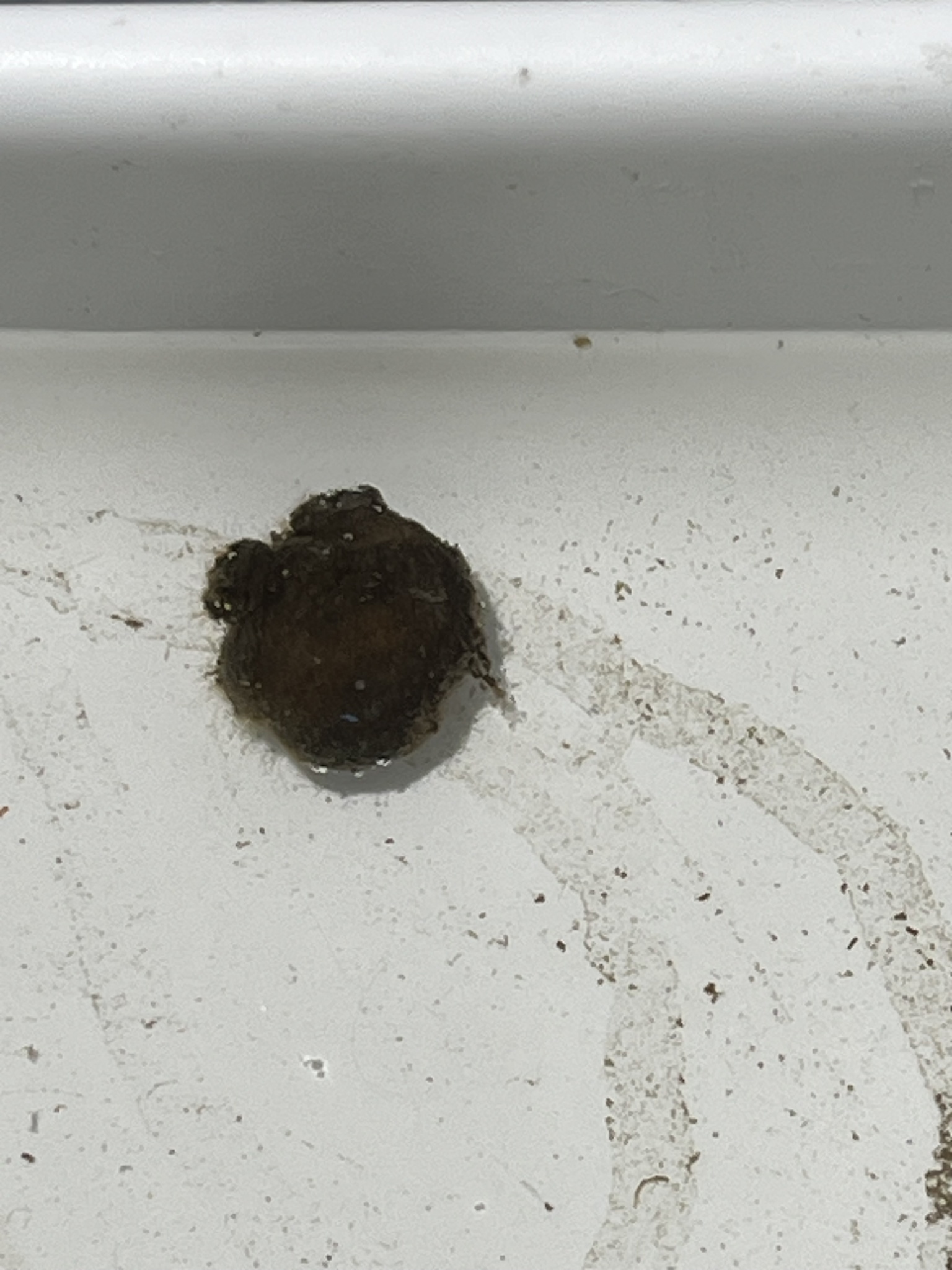 Molgula manhattensis (De Kay, 1843)
