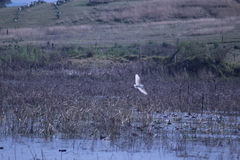 Egretta garzetta nigripes