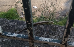 Eutropis longicaudata