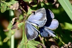 Celastrina oreas