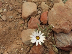 Dimorphotheca pinnata