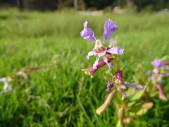 Cuphea procumbens