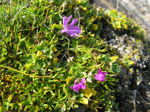 Primula minima (Primula minima)