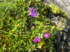Primula minima