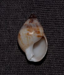 Nassarius gaudiosus