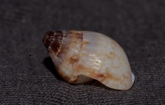 Nassarius gaudiosus