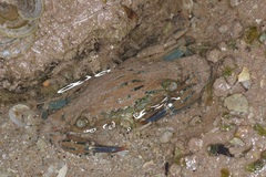 Thalamitinae