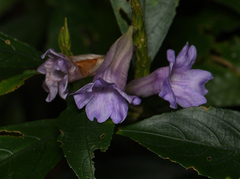 Strobilanthes longespicatus