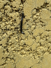 Ommatoiulus sabulosus aimatopodus