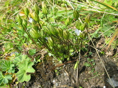 Lomatogonium carinthiacum