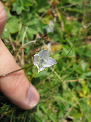 Lomatogonium carinthiacum