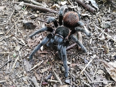 Brachypelma