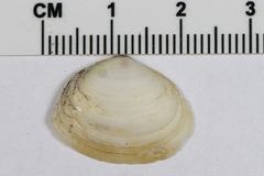 Macoma nasuta