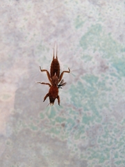 Neocurtilla hexadactyla image