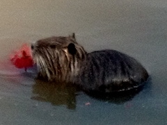 Myocastor coypus
