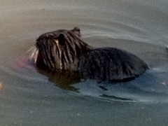Myocastor coypus