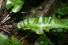 Phytomyza scolopendri