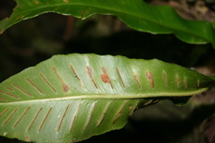 Psychoides filicivora