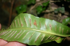 Psychoides filicivora