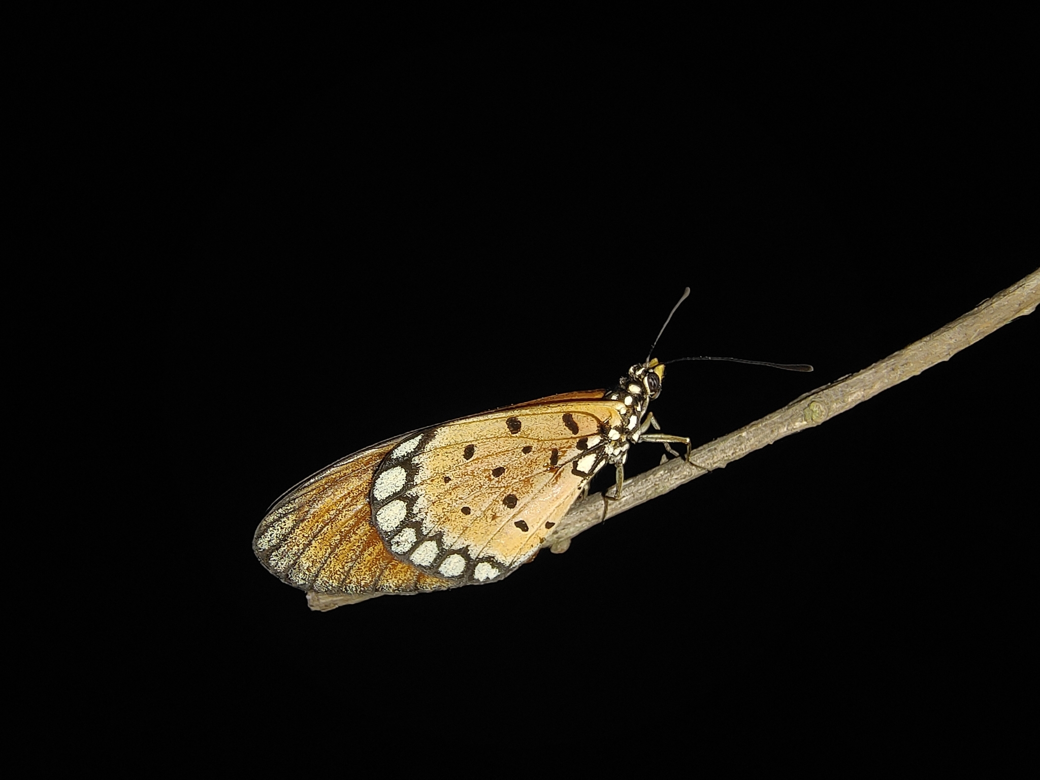Tawny Coster