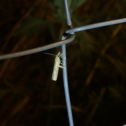 Pediasia ribbeellus