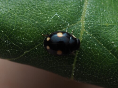 Esteemed Sigil Lady Beetle photo 4