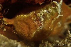Echinophryne crassispina