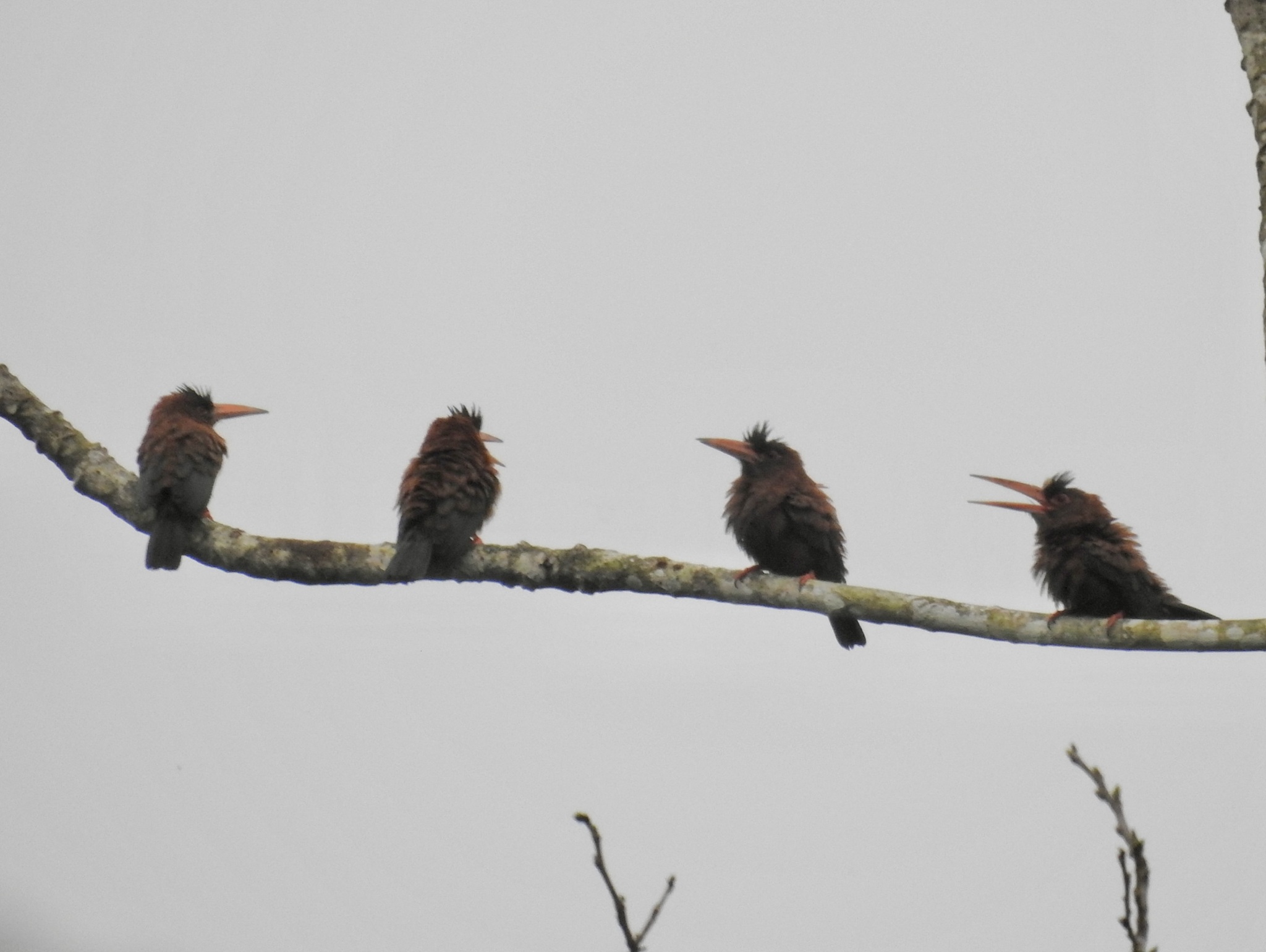 Purus Jacamar (Galbalcyrhynchus purusianus), photo 3