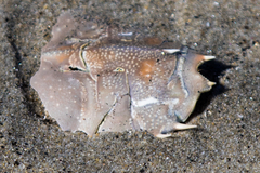 Blepharipoda occidentalis