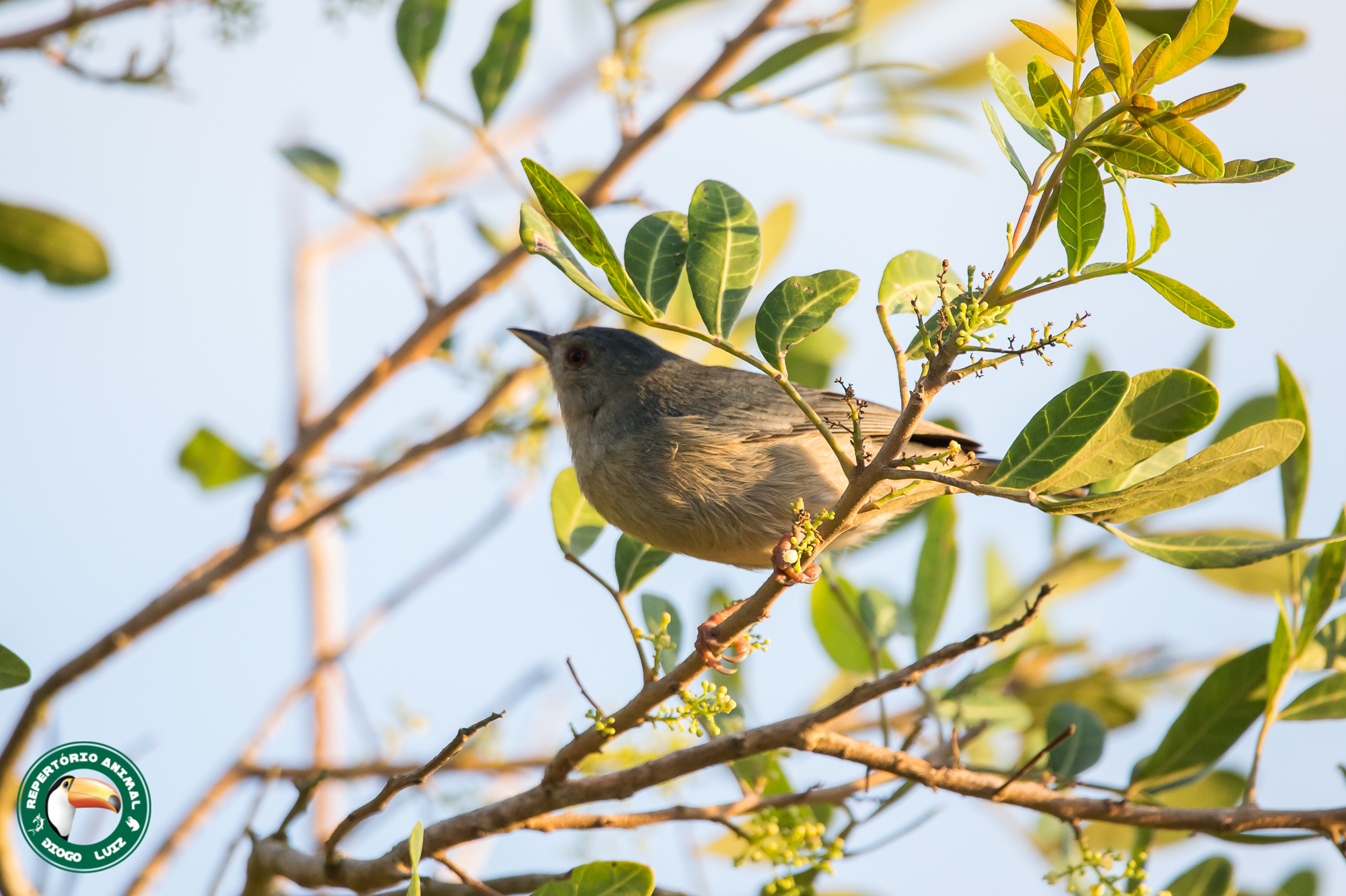 Bicolored Conebill (Conirostrum bicolor), photo 7