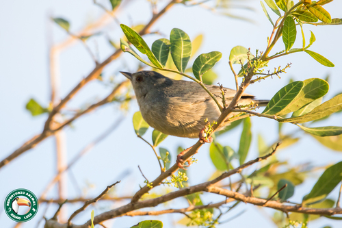 Bicolored Conebill (Conirostrum bicolor), photo 7