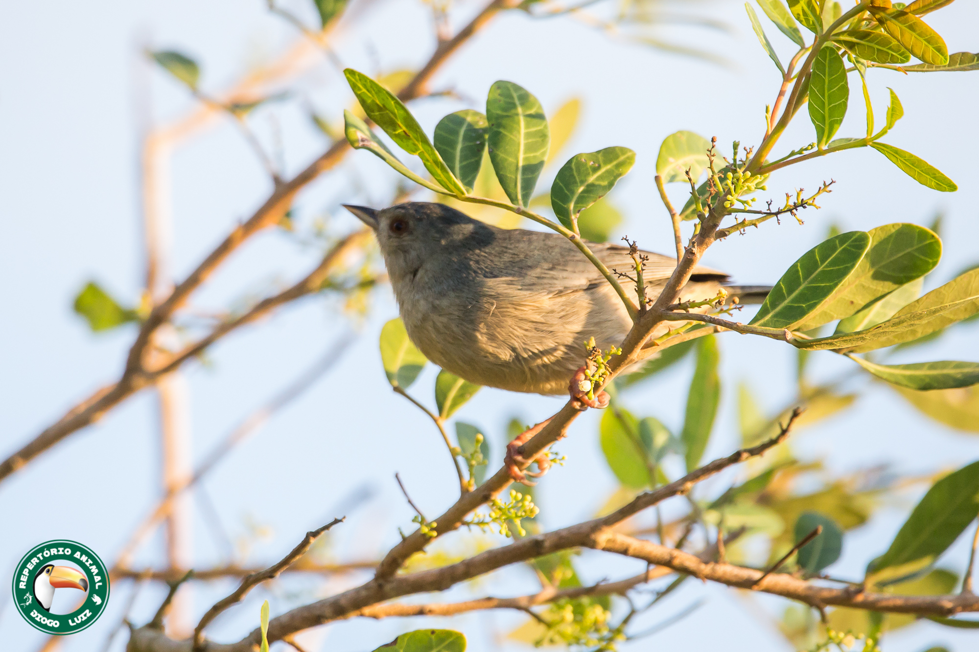 Bicolored Conebill (Conirostrum bicolor), photo 6