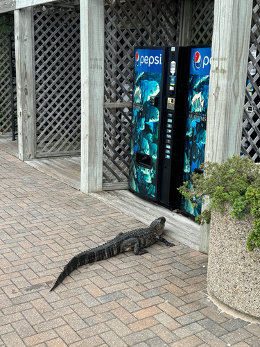 American Alligator photographed in North Carolina