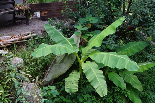 Musa basjoo
