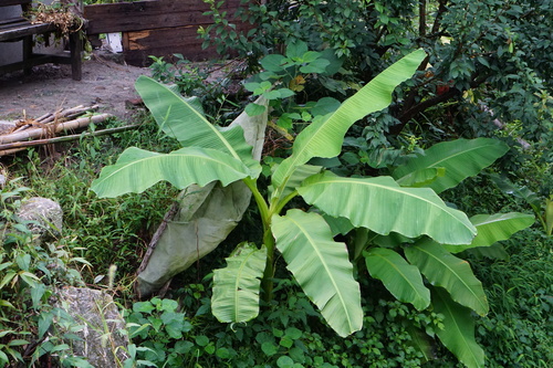Musa basjoo