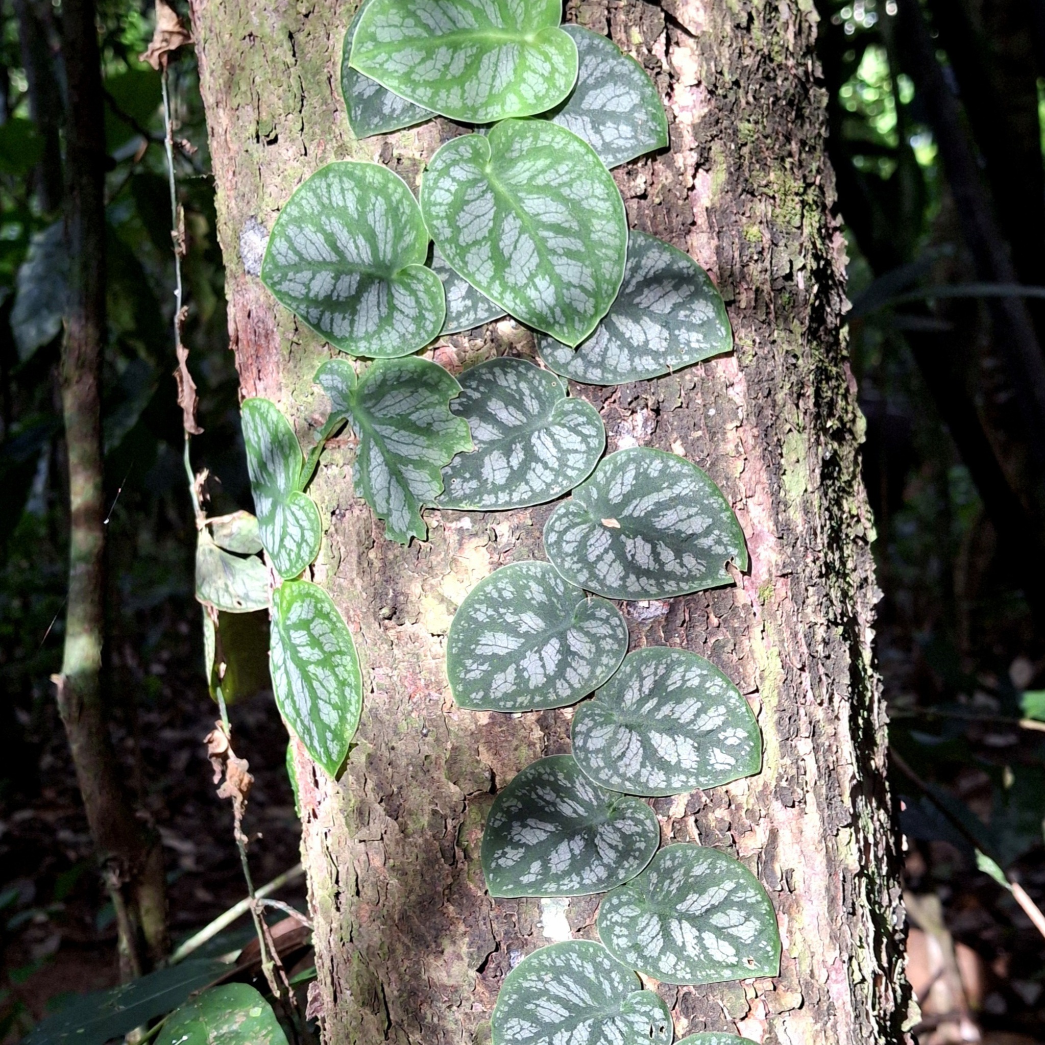 Monstera dubia