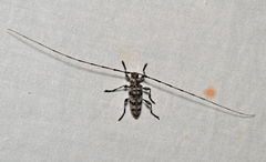 Acanthocinus obsoletus