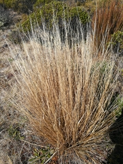 Chionochloa rubra