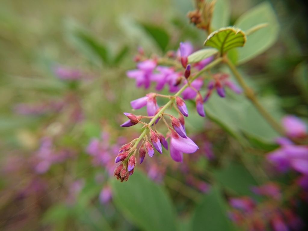 Puhuaea sequax (Puhuaea sequax)
