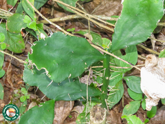 Brasiliopuntia brasiliensis