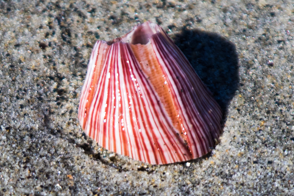 California Barnacle From Silver Strand Sb On October 08 2016 At 1026