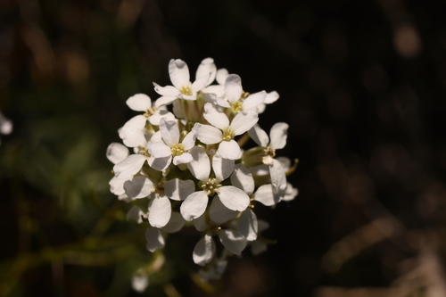 Nodding Thelypody (Thelypodium flexuosum)