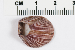 Megabalanus californicus