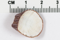 Megabalanus californicus