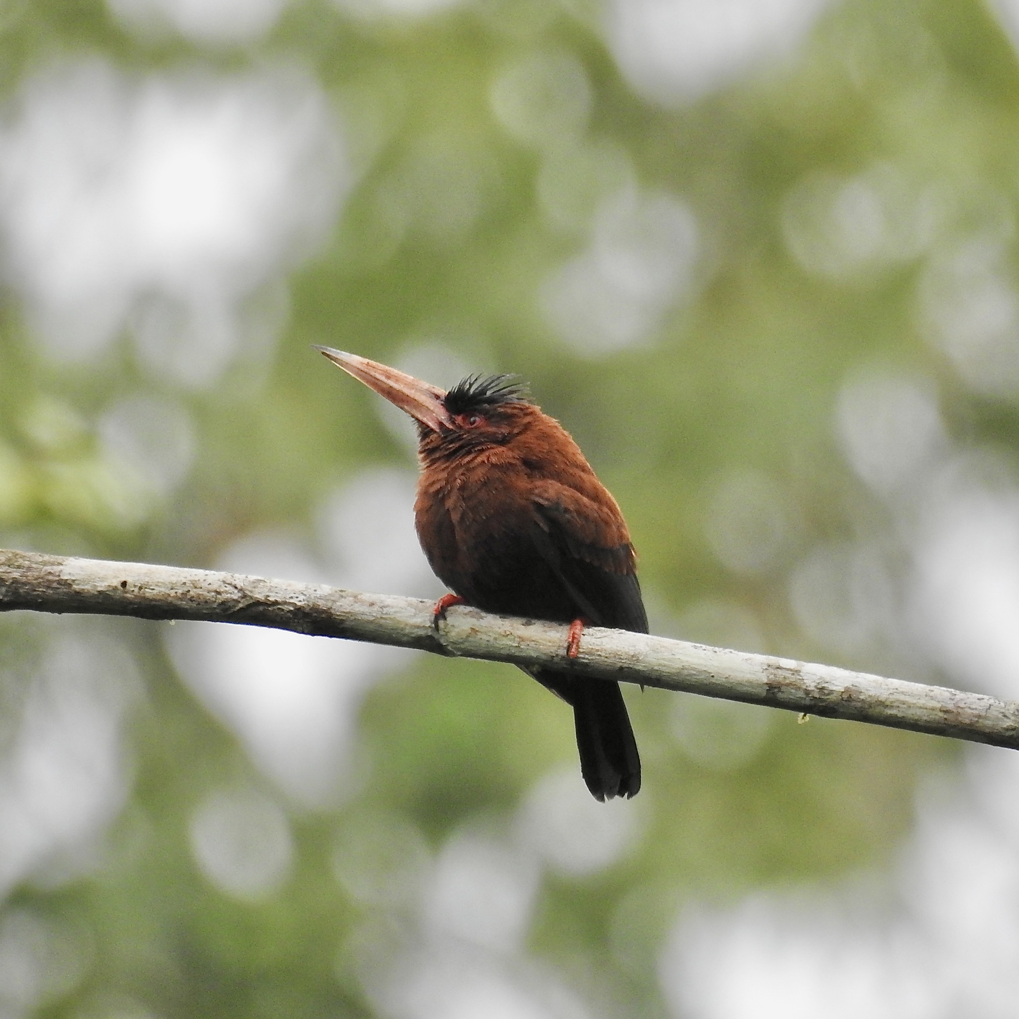 Purus Jacamar (Galbalcyrhynchus purusianus), photo 4